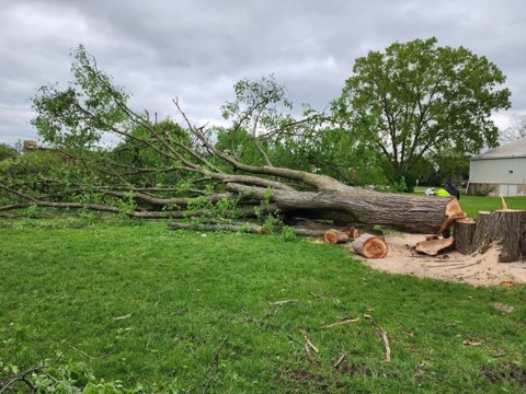 Dutton Tree Service: Tree removal crew at work