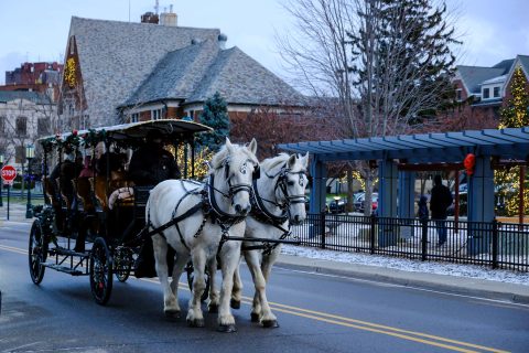 Horse-Drawn Carriage Rides — Organizer image