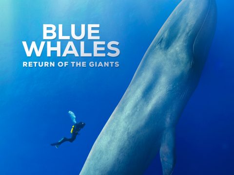 Blue Whales: Return of the Giants — Szervezői kép