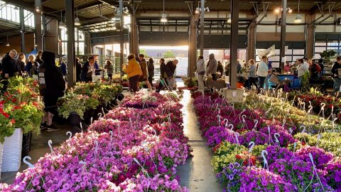 Flower Day 2026 — Organizer image