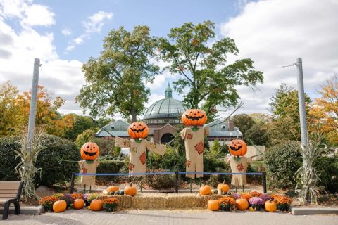 Zoo Boo: halloweeni hétvégék a Detroit Zooban — Szervezői kép