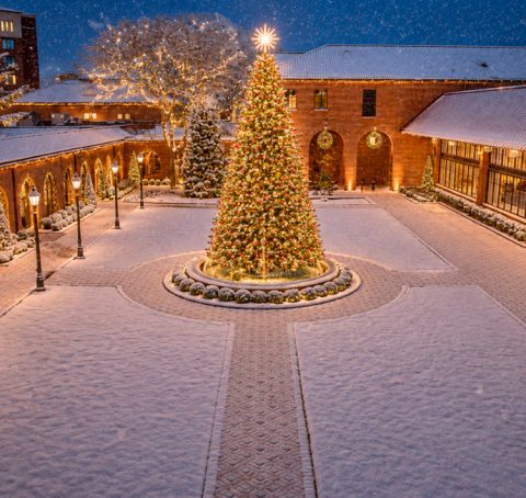 Christmas Tree Lighting — Organizer image