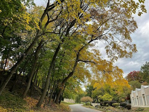 Fall Tree Walk at Elmwood Cemetery — Organizer image