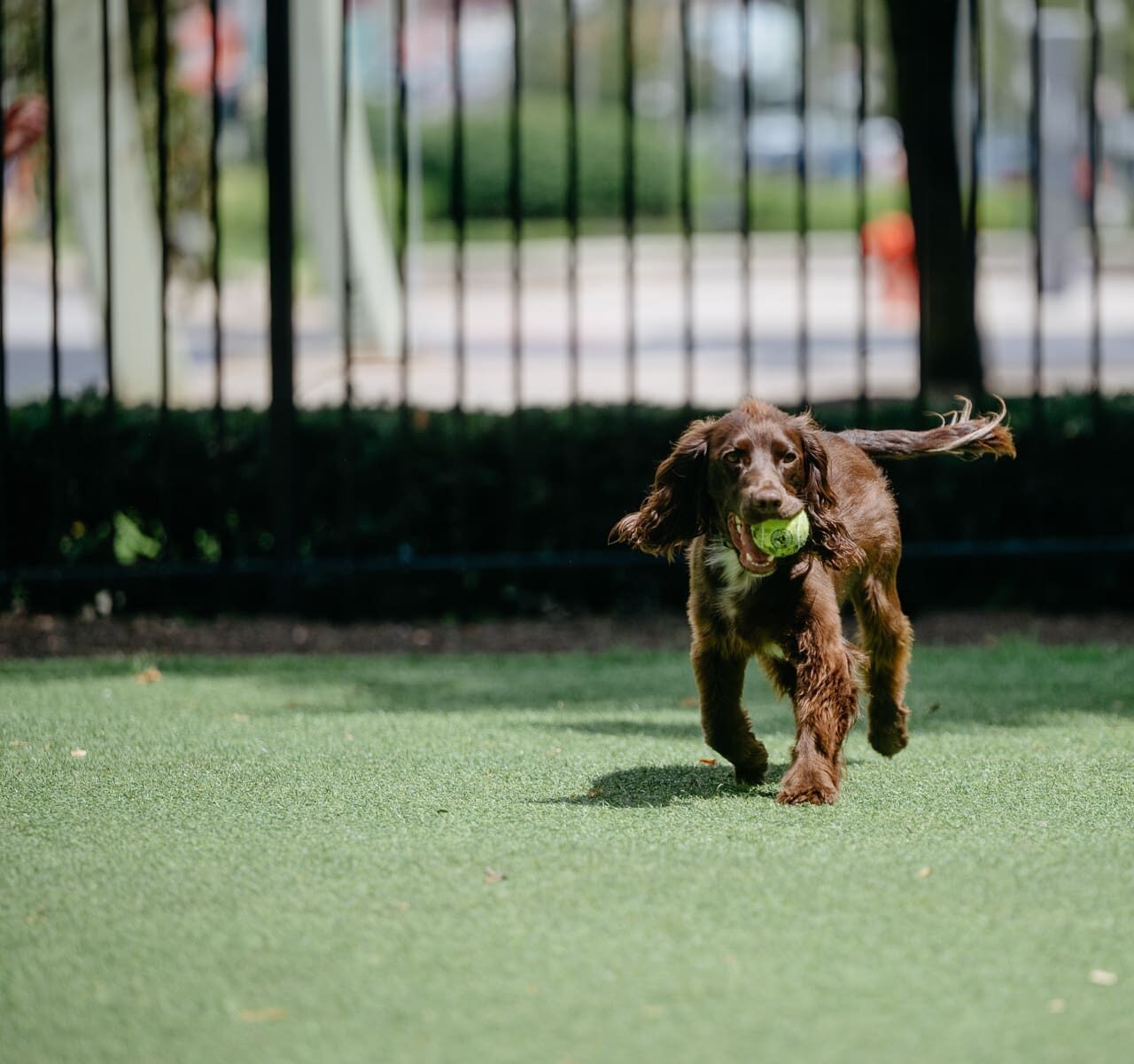 Fetch + Flannels — Organizer image