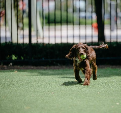Fetch + Flannels – őszi délután kutyásoknak — Szervezői kép