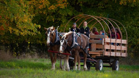 Lovas kocsi ponyvával a parkban