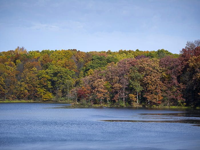 Autumn forest on the shore of the recreation area's lake