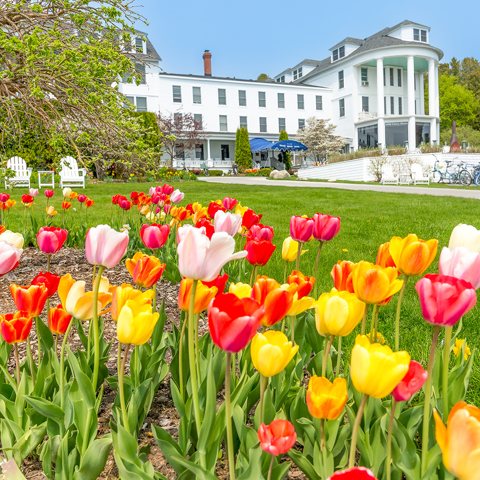 The white Island House building behind a bed of colorful tulips on the lawn