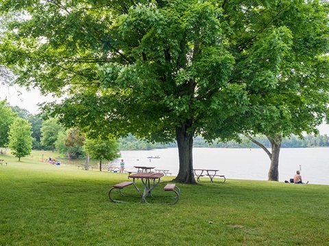A picnic table under a large tree by the lake