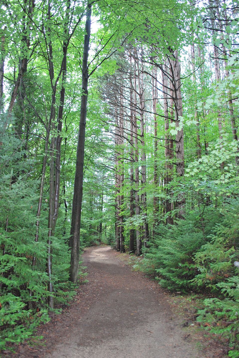 A forest trail in Proud Lake Recreation Area
