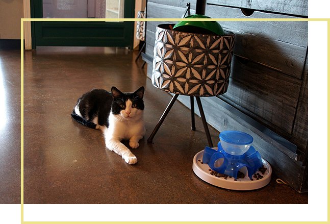 A black-and-white cat lounging on the floor next to a plant stand
