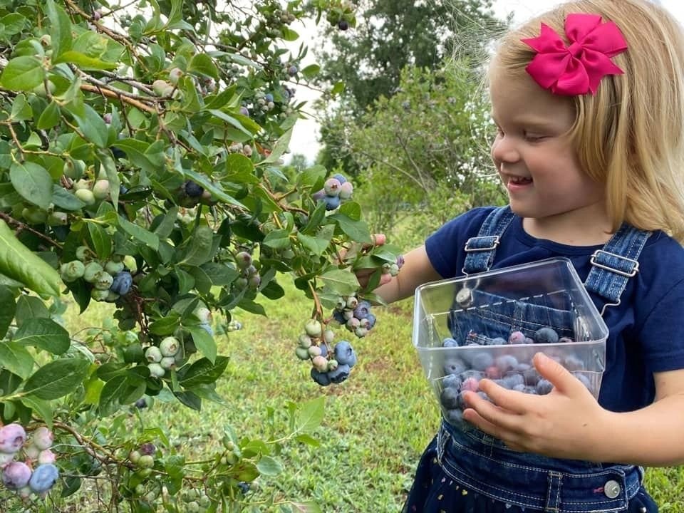 A little girl picking blueberries among the bushes