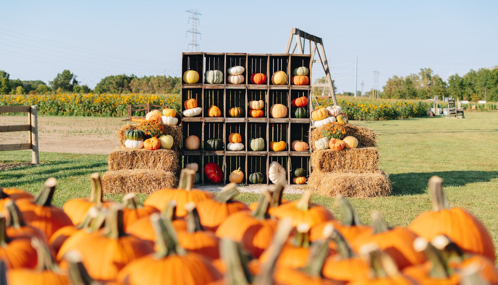 A pumpkin wall on straw bales with a pile of orange pumpkins and a sunflower field behind