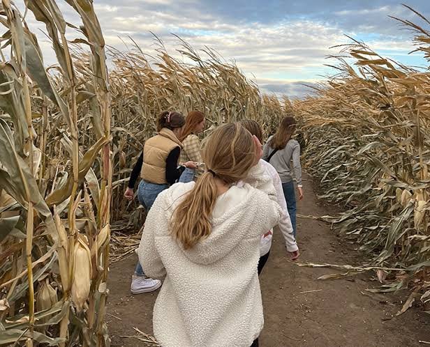 Families walking a path through the corn maze