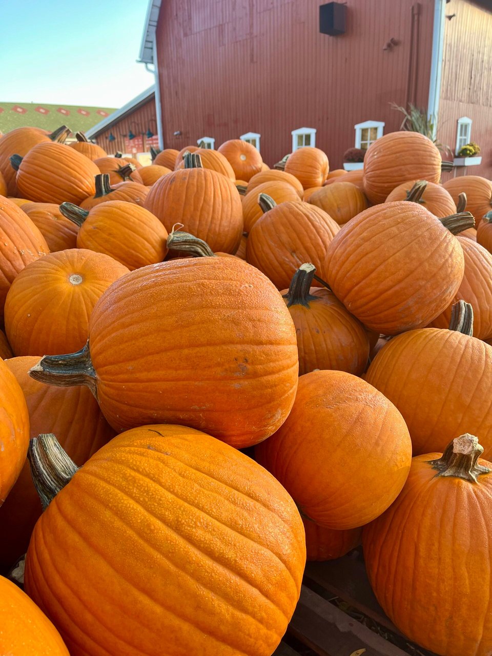 A pile of pumpkins in front of the red barn