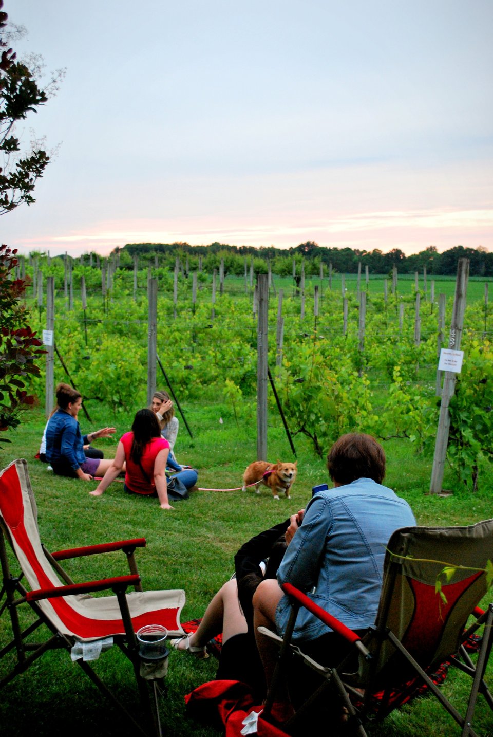 Guests in lawn chairs on the grass by the vine rows