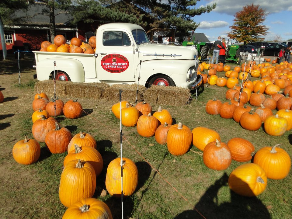 Pumpkins among hay bales with the farm truck behind them