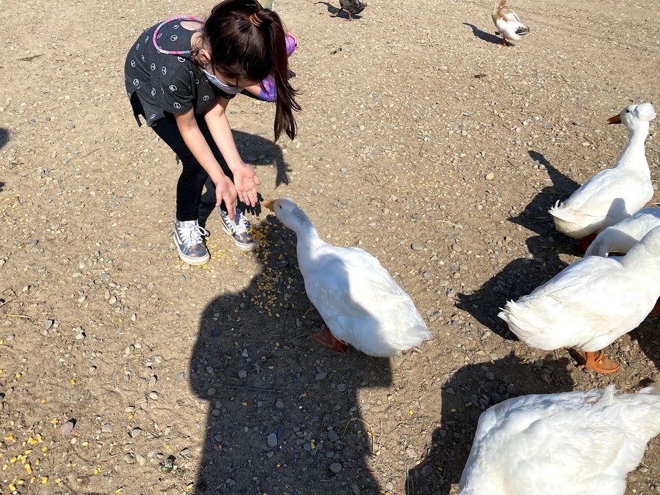 A girl feeding ducks in the farmyard