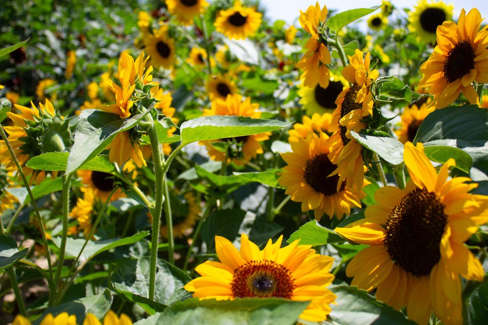 A sunflower field in summer at Westview