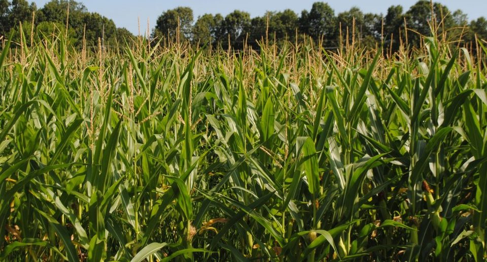 Bonadeo Farms