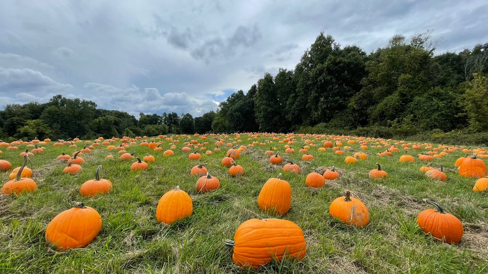 Upland Hills Farm