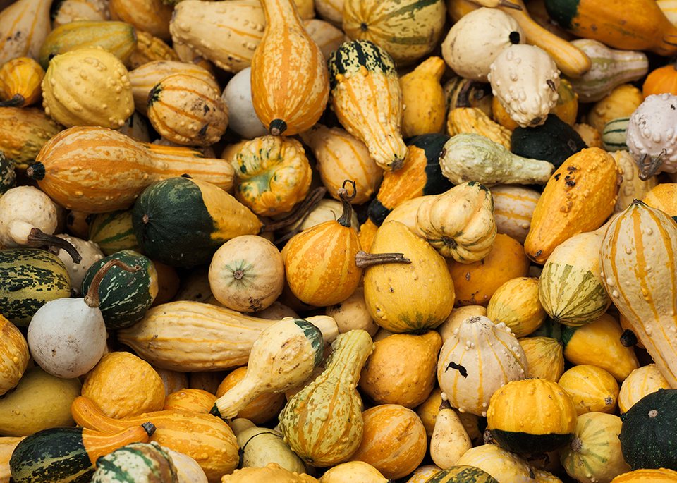 BJ Pumpkin Farm